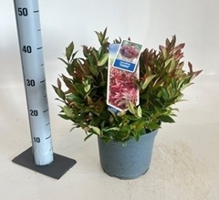 Leucothoe Zeblid 23Ø 40cm