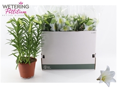 Lilium Miracle 19Ø 52cm