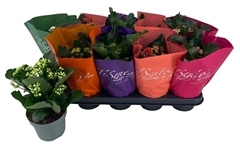 Kalanchoe Double Mix 12Ø 25cm