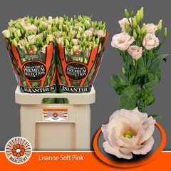 Eustoma Double Lisanne Soft Pink 70cm