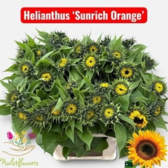 Helianthus Sunrich Orange 80cm