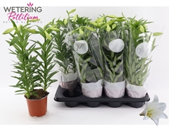 Lilium Miracle 13Ø 46cm