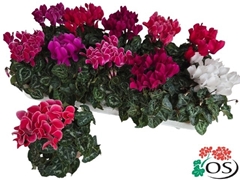 Cyclamen Super Serie Carino 10Ø 25cm