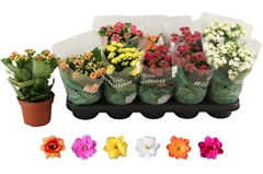 Kalanchoe Double Rosaline Mix 12Ø 27cm
