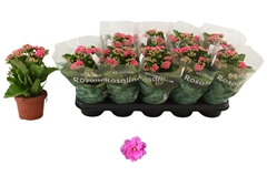 Kalanchoe Double Rosalina Nando Pink 12Ø 27cm