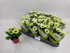 Chrysanth Splash Meadow 7Ø 14cm