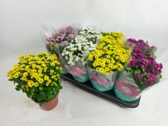 Chrysanth Madiba Mix 14Ø 29cm