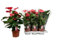 Anthurium California 17Ø 60cm