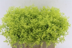 Alchemilla Mollis Robustica 55cm