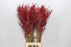 Bromelia Red Paloma 90cm