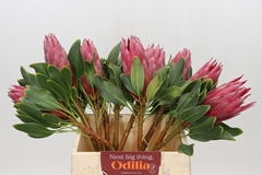 Protea Cynaroides Madiba 40cm