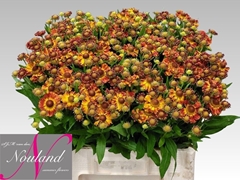 Helenium Autumn Fire 60cm