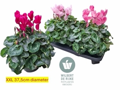 Cyclamen Super Serie Mammoth 17Ø 35cm