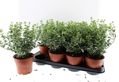 Euonymus Emerald Gaiety 13Ø 30cm