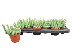 Crassula Marnieriana 9Ø 13cm