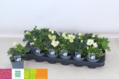 Helleborus Christmas Carol 9Ø 17cm