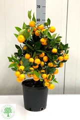 Citrus Margarita 20Ø 60cm