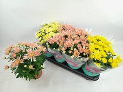 Chrysanth Anansi Mix 14Ø 31cm