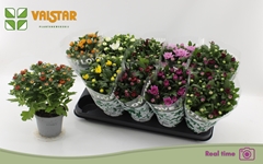 Chrysanth Mix 8 Colours 12Ø 25cm