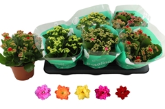 Kalanchoe Double Rosaline Mix 15Ø 25cm