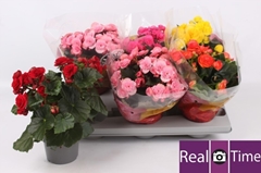 Begonia Double Mix 13Ø 33cm
