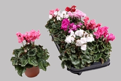 Cyclamen Metis Crispino 10Ø 23cm