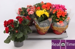 Begonia Double Mix 13Ø 33cm
