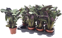 Ctenanthe Amagris 12Ø 35cm