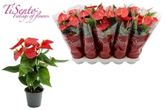 Anthurium Esudo 12Ø 45cm