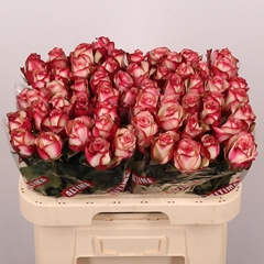 Rosa Paloma 60cm