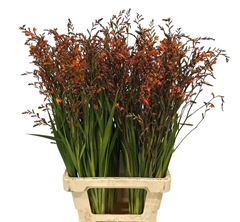 Crocosmia Lucifer 80cm