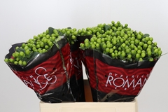 Hypericum Lucky Romance 60cm