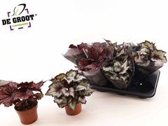 Begonia Leaf Rex Mix 12Ø 20cm