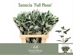 Jacobaea Senecio Maritima Full Moon 65cm