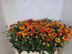 Chrysanth Spray Bright Eye 60cm 60gr.