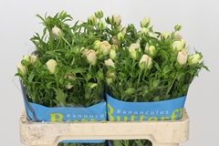 Ranunculus Butterfly Melissa 50cm 20gr.