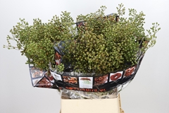 Rosa Autumn Rosefruits 100cm
