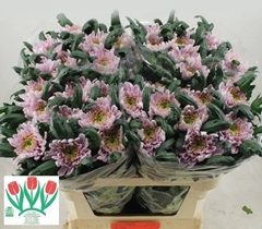 Chrysanth Single Rossano 75cm 110gr.