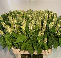 Agastache 85cm