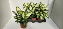 Dieffenbachia Camilla 17Ø 45cm