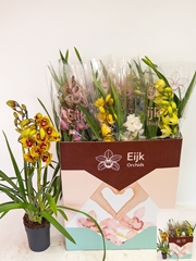 Cymbidium Mixed 14Ø 75cm 2st