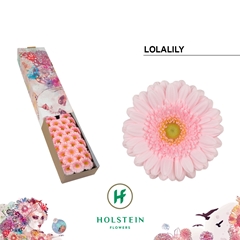Gerbera Mini Lolalilly 45cm 7cm Hd