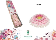 Gerbera Mini Sphere Noek 45cm 7cm Hd