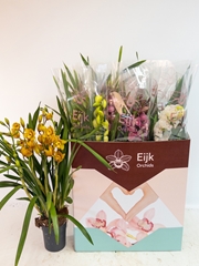 Cymbidium Mixed 14Ø 75cm 4st
