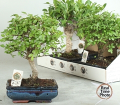 Bonsai Mix 20Ø 25cm