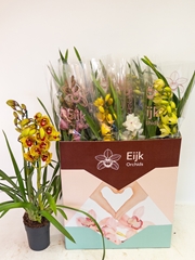 Cymbidium Mixed 14Ø 75cm 2st