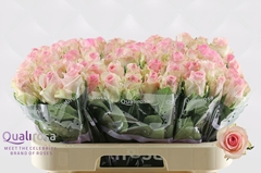Rosa Avalanche Sorbet 60cm