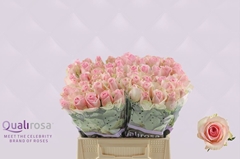 Rosa Avalanche Sorbet 40cm