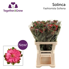 Alstroemeria Fashionista Sofiena 60cm