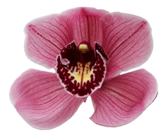 Cymbidium Jannet 80cm